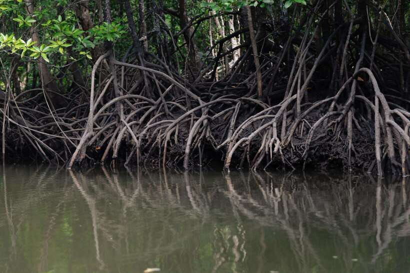Langkawi Tanjung Rhu Mangrove Private Boat Tour 2 Hours - Open sea views and the floating seafood restaurant