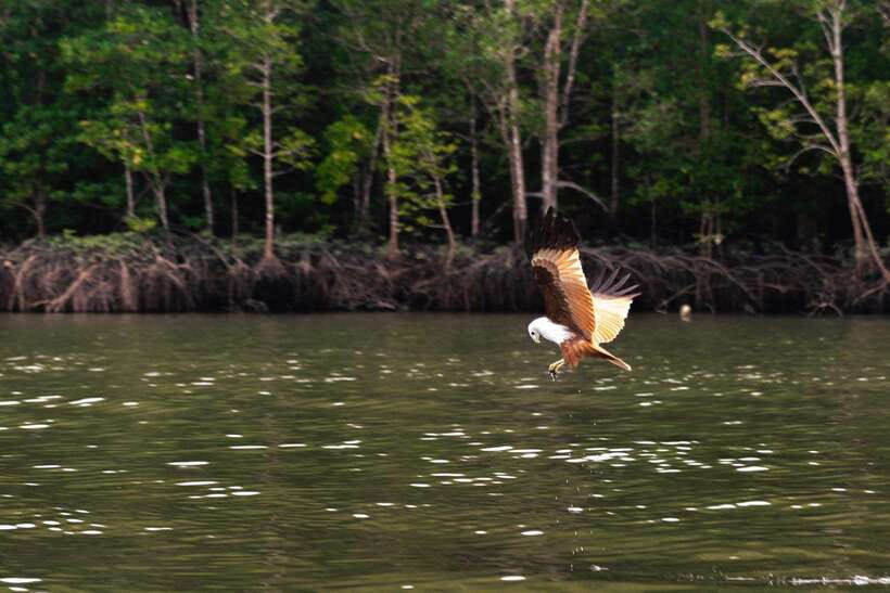 Langkawi Tanjung Rhu Mangrove Private Boat Tour 2 Hours - Meeting your boat at Tanjung Rhu