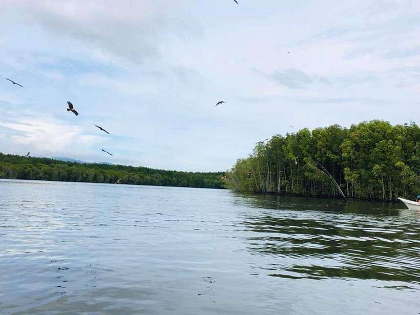 Langkawi: Tanjung Rhu Mangrove Speedboat Tour - Key points to know before you go