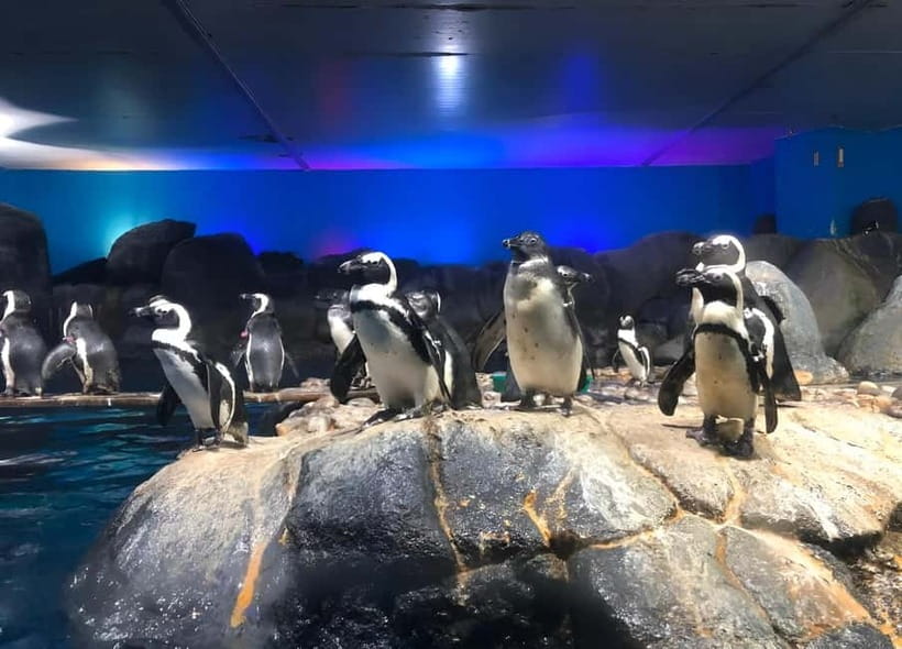 Langkawi: Underwater World Langkawi Entry Ticket - Key points to know before you go