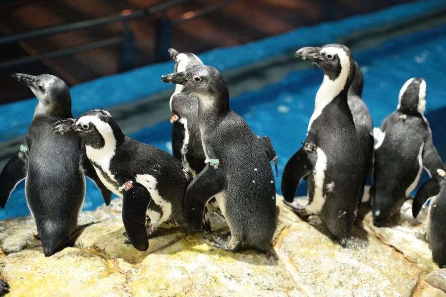 Langkawi: Underwater World Langkawi Entry Ticket - Penguins make the Sub-Antarctic Zone unusual