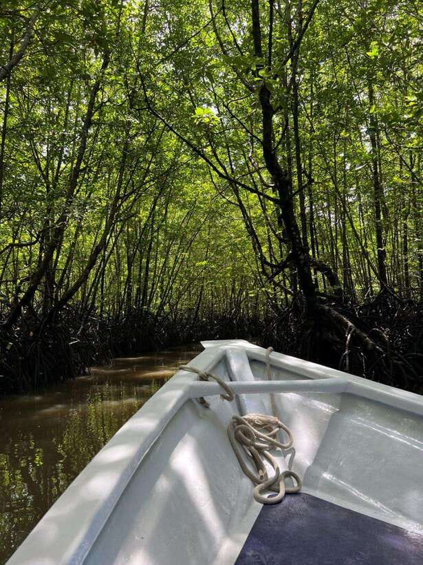 Langkawi: UNESCO Global Geopark Mangrove Cruise - Key points to know before booking