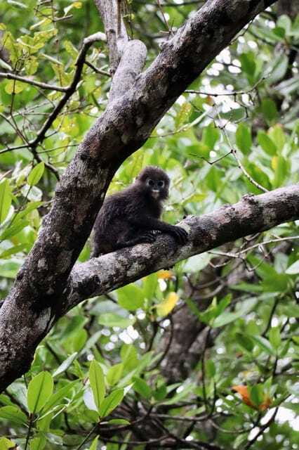 Langkawi: UNESCO Global Geopark Mangrove Cruise - Limestone cliffs rising from the sea