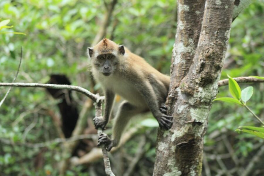 Langkawi: UNESCO Global Geopark Mangrove Cruise - What the guides add to the experience