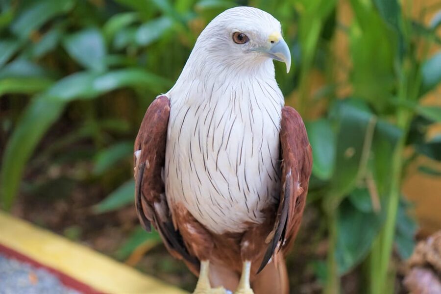Langkawi: Wildlife Park Admission Ticket - Key points at a glance