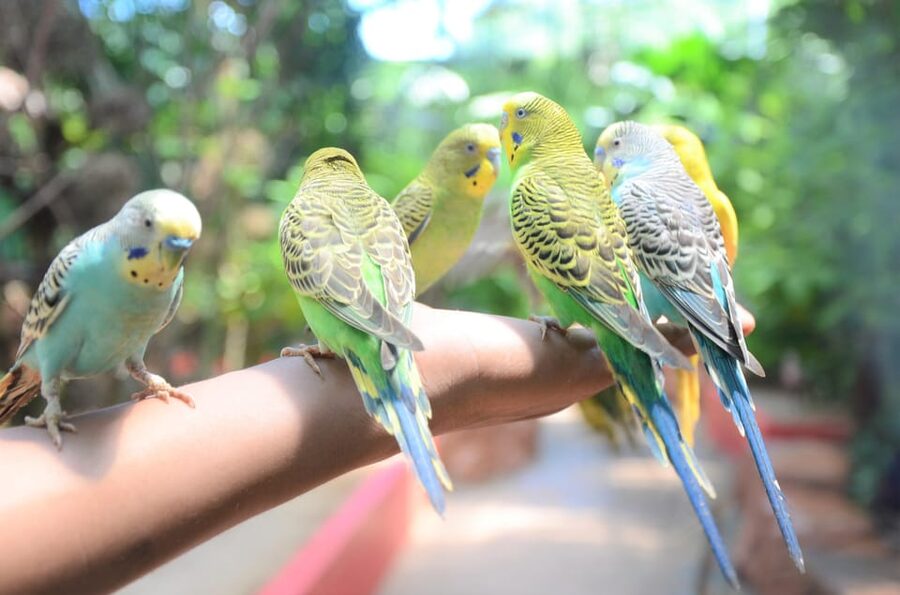 Langkawi: Wildlife Park Admission Ticket - What the $11 ticket really gives you