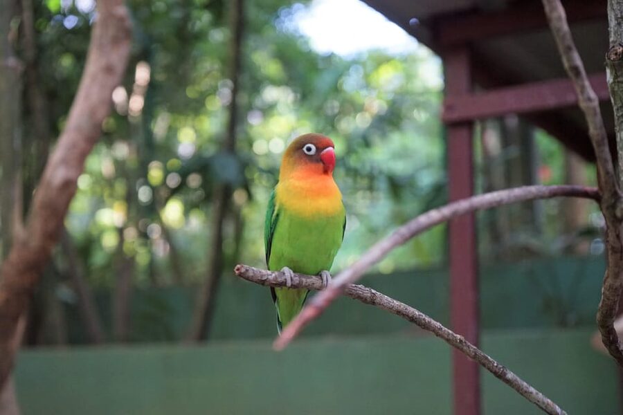 Langkawi: Wildlife Park Admission Ticket - Crocodiles, otters, deer, and scheduled shows