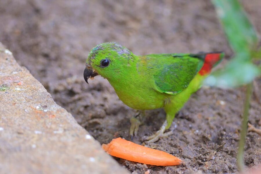 Langkawi: Wildlife Park Admission Ticket - How long should you spend inside?