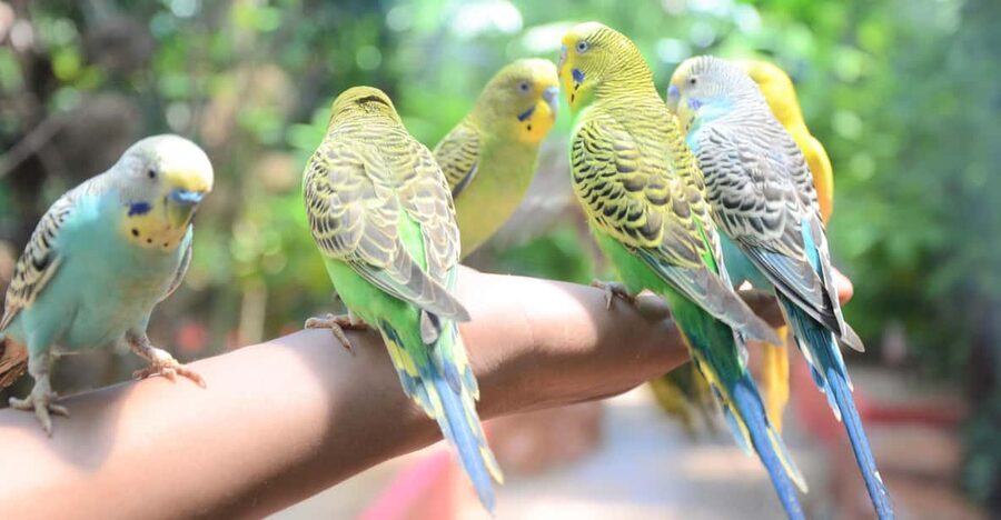 Langkawi: Wildlife Park Admission Ticket - Starting at the covered entrance