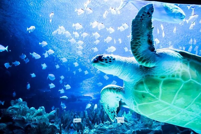 Malaysia: Aquaria KLCC Entry Ticket - The marine exhibits and the 90-meter tunnel