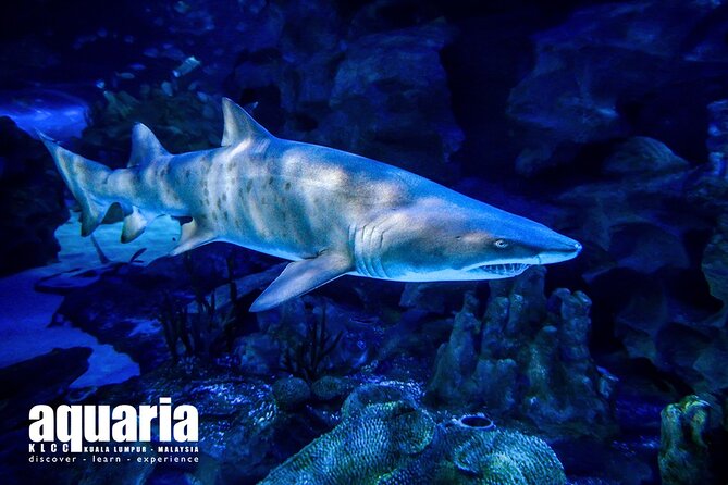 Malaysia: Aquaria KLCC Entry Ticket - Choosing a quiet time for better views