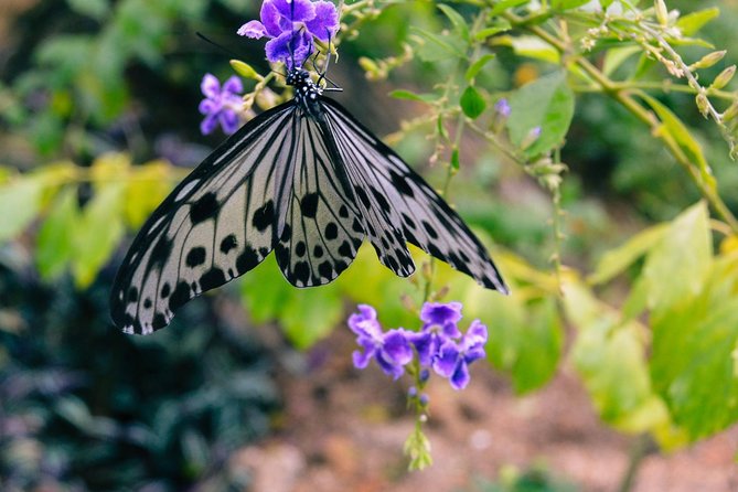 Malaysia: Discover Nature's Wonders with Entopia Entry Ticket - The Butterfly Race adds a playful challenge