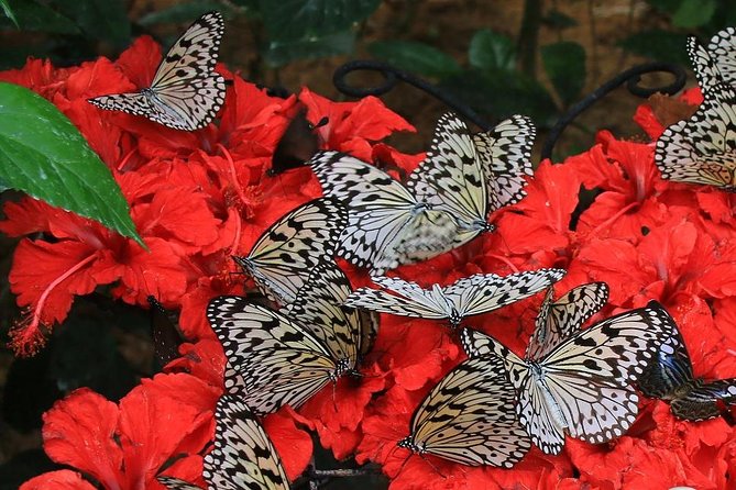 Malaysia: Discover Nature's Wonders with Entopia Entry Ticket - How long to allow at Entopia