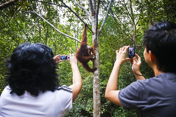 Marvellous Creature Orangutan : Sarawak Semenggoh Wildlife Centre Tour - Why Semenggoh feels different from an ordinary animal attraction