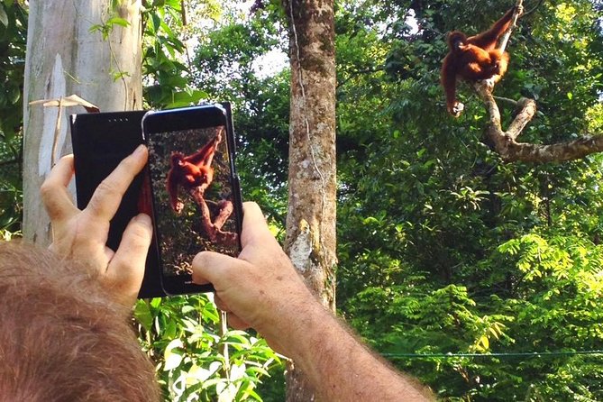 Marvellous Creature Orangutan : Sarawak Semenggoh Wildlife Centre Tour - Orangutan sightings are special because they are uncertain