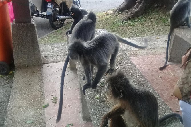 Monkey Hill, Eagle &Firefly Tour+Free Batu Caves Visit.(Per Car) - Melawati Hill and its silvered-leaf monkeys