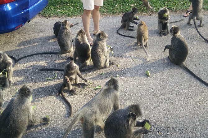 Monkey Hill, Eagle &Firefly Tour+Free Batu Caves Visit.(Per Car) - What the private driver format really gives you