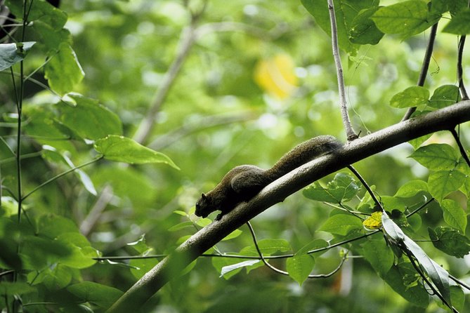 Morning Rainforest Walking from Langkawi - What this Langkawi rainforest walk is really offering