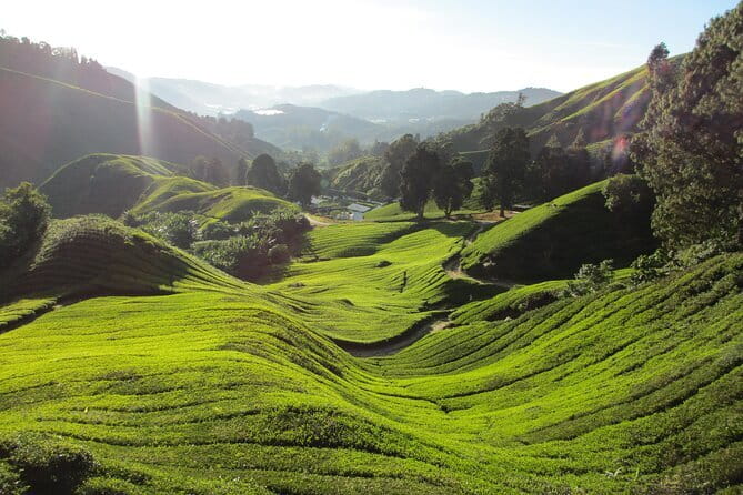 Mossy Forest in Brinchang Tour - Raju Hill Strawberry Farm: picking, drinks, and shopping