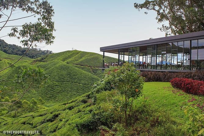 Mossy Forest in Brinchang Tour - Why the $19.52 price can make sense