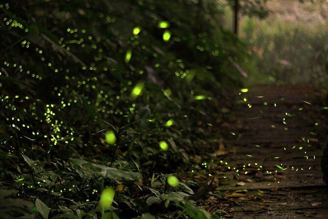 Mystical Nights: Fireflies & Blue Tears Adventure - Bukit Melawati: monkeys and a hilltop pause