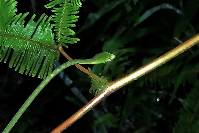 Night Froggy Adventure at Kubah National Park - The Night Walk at a Glance