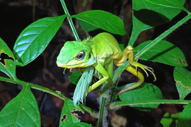 Night Froggy Adventure at Kubah National Park - From Kuching to the Park Office