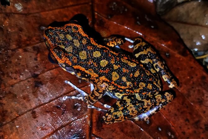 Night Froggy Adventure at Kubah National Park - The 3-Kilometre Route and Its Uphill Section