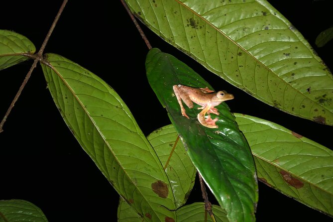 Night Frogs Tour at Kubah National Park - Following streams and ponds in search of frogs