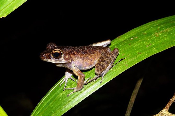 Night Frogs Tour at Kubah National Park - A 6 p.m. pickup keeps the evening manageable