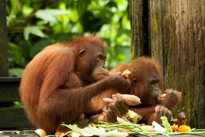 Orang Utan Island and Perak Tong Cave From Kuala Lumpur - The details that matter most
