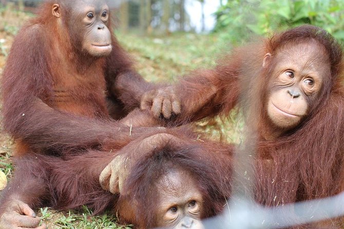 Orang Utan Island and Perak Tong Cave From Kuala Lumpur - A four-hour road trip to Bukit Merah