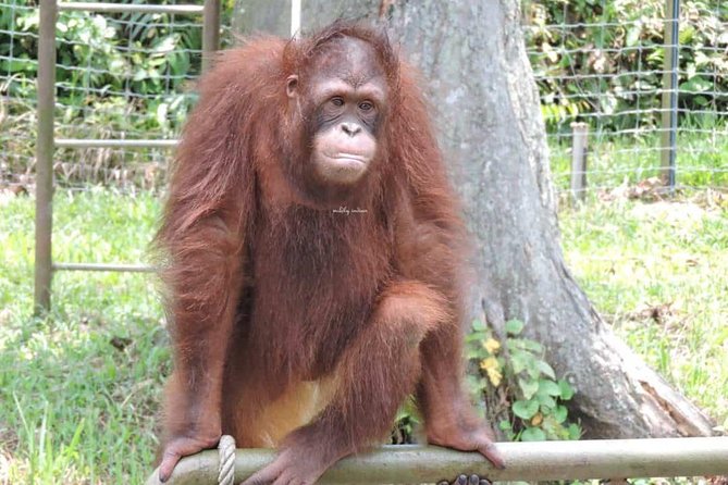 Orang Utan Island and Perak Tong Cave Temple Day Tour from Kuala Lumpur - Lunch and the value of an all-day private vehicle