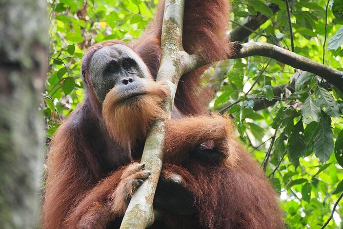Orang Utan Island and Perak Tong Cave Temple Day Tour from Kuala Lumpur - The return journey and the stated schedule