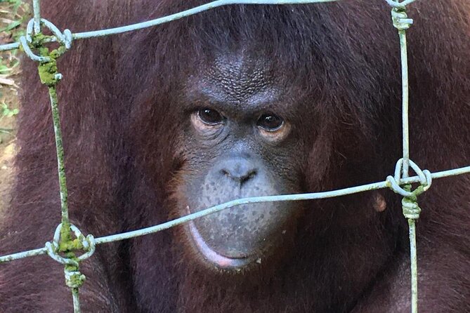 Orang Utan Island Day Tour - Why the conservation message matters