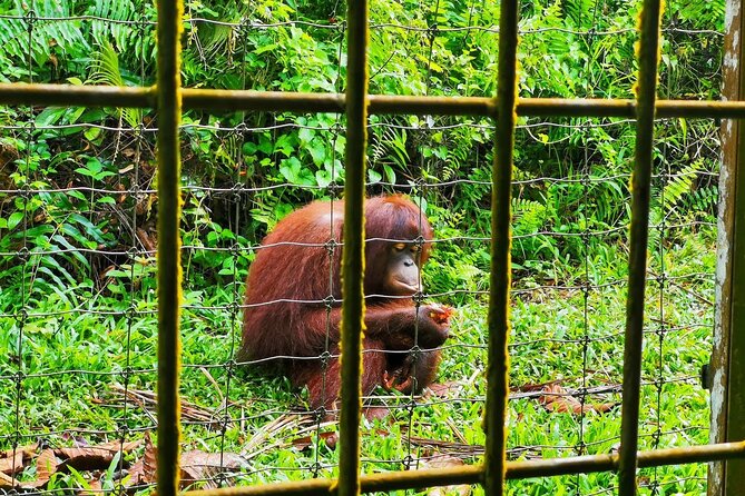 Orang Utan Island Day Tour (Bukit Merah) - The long return to Kuala Lumpur
