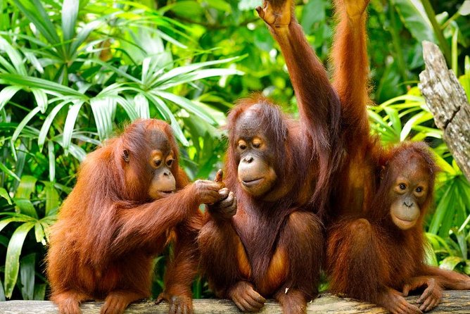 Orang Utan Island Day Tour (Private) - Why the Orang Utan Island visit is worth the drive