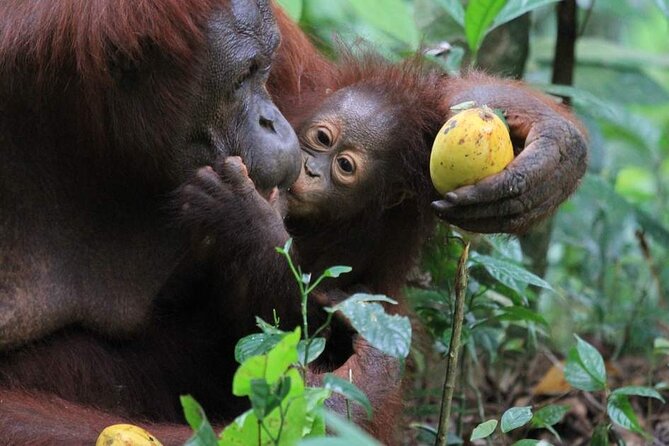 Orang Utan Island Day Tour (Private) - Reaching Bukit Merah and crossing to the island