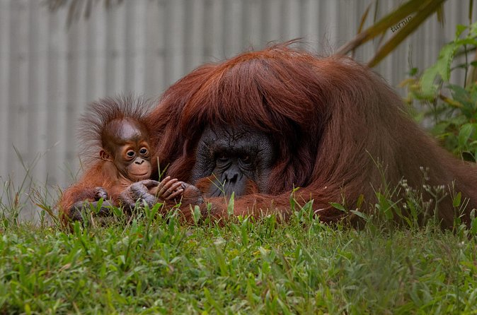 Orangutan Island, A Responsible Wildlife Sanctuary Experience - Conservation without the usual wildlife tricks