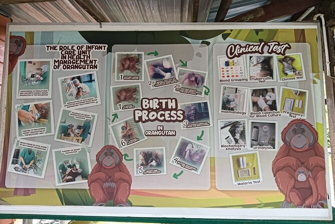 Orangutan Island, A Responsible Wildlife Sanctuary Experience - Is $153 per person fair value?