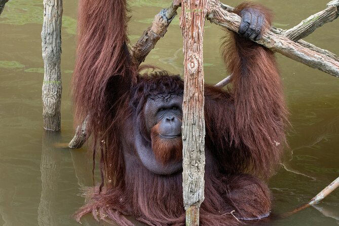Orangutan Island, A Responsible Wildlife Sanctuary Experience - The drive from Penang with a local host