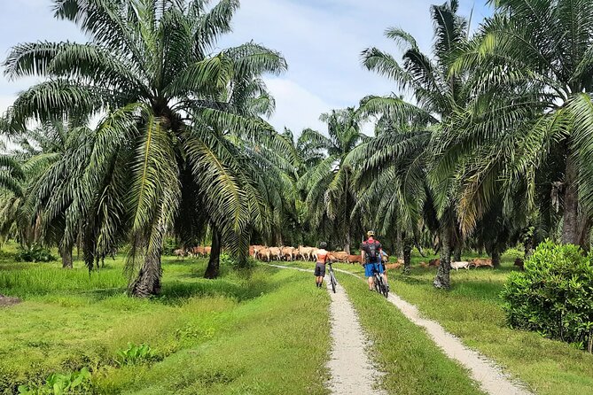 Penang Countryside Cycling Tour. PPA2 by Matahari - Quiet hamlets, farms, and a goat stop
