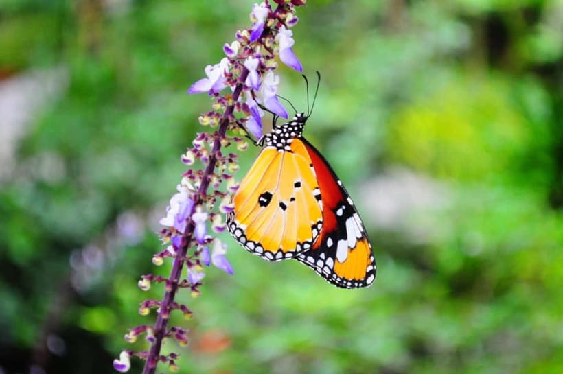 Penang: Entopia General Admission Tickets - Key points to know before visiting