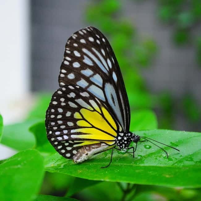 Penang: Entopia General Admission Tickets - Guided activities and nature lessons