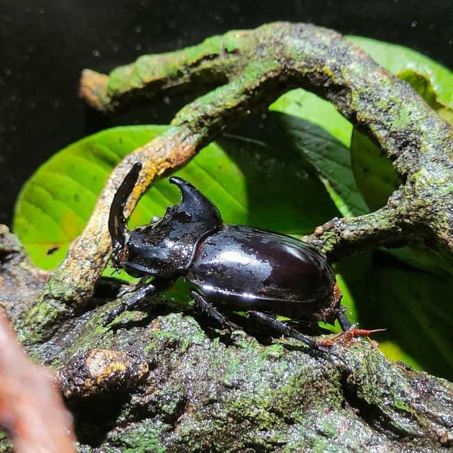 Penang: Entopia General Admission Tickets - Natureland: walking among free-flying butterflies
