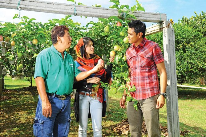 Penang Full Day Tour with Penang Hill, Kek Lok Si & Fruit Farm - Tropical Fruit Farm explains Penang’s produce