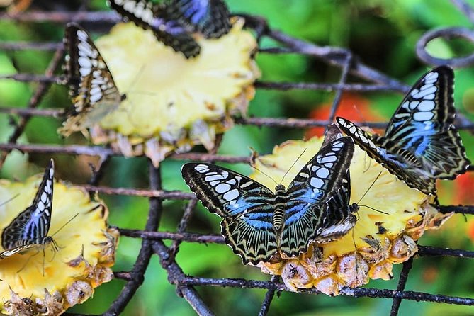 Penang Round Island Tour With Tropical Spice Garden & Entopia Butterfly Farm - Transport, pickup, and the value of privacy