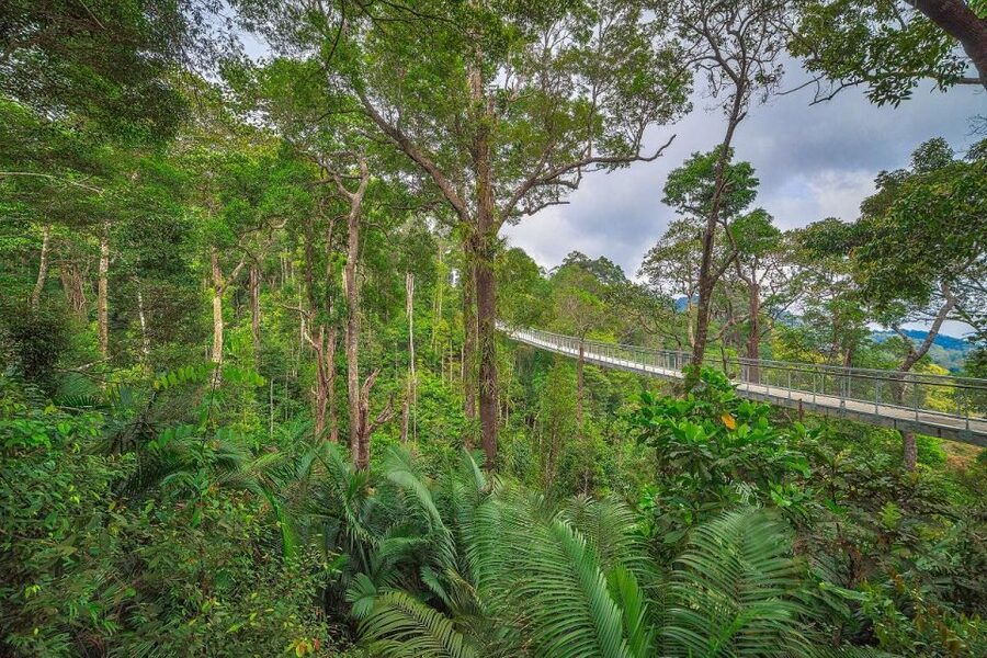 Penang: The Habitat Penang Hill Entry Ticket - Why The Habitat Penang Hill is worth your time