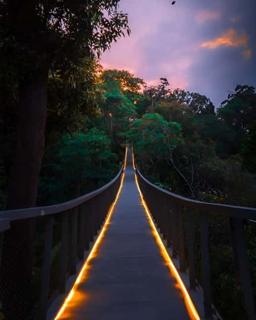Penang: The Habitat Penang Hill Entry Ticket - Crossing the canopy bridge above the trees