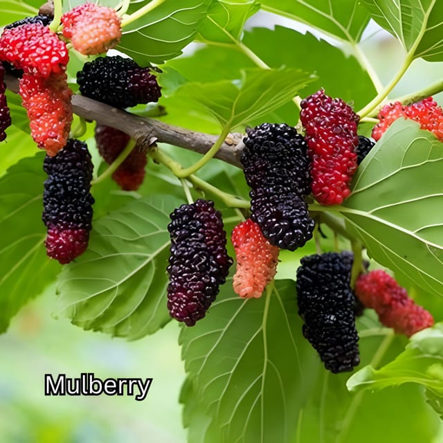Penang: Tropical Fruit Farm Ticket - What makes this farm visit worth your time